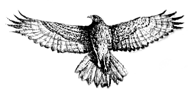 The New Zealand hawk tattoo design has been isolated with a transparent background.