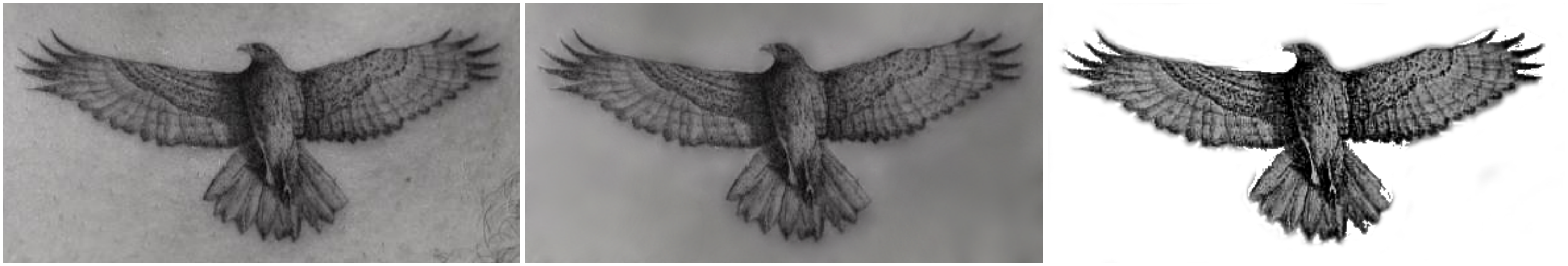 Three progress images of the New Zealand hawk tattoo on Taika Waititi's chest where I'm trying to isolate the hawk's design.